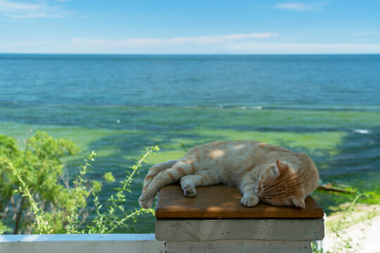 Sleeping Cat Near Sea, Odessa, Ukraine