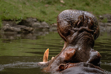 Hippopotamus in water. Portrait of hippopotamus amphibious with open mouth. Hippo. Common...