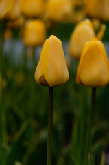 Obraz premium Yellow tulips. Tulip bud among green leaves. Young plants. Simple composition. Selective focus. Vertical.
