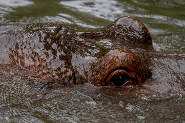 Obraz premium Hippopotamus in water. Portrait of hippopotamus amphibious. Hippo. Common hippopotamus. River hippopotamus.