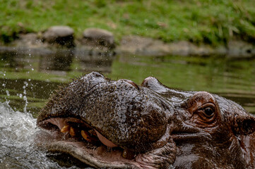 Hippopotamus in water. Portrait of hippopotamus amphibious with open mouth. Hippo. Common hippopotamus. River hippopotamus.