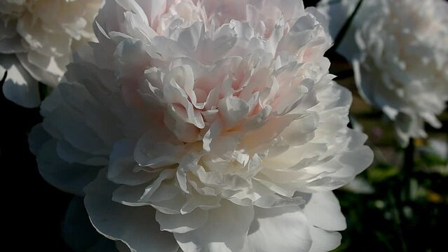 a white peony bud sways in the wind on a summer day