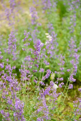 Early summer flowers