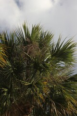 Fototapeta na wymiar palm tree branches against sky