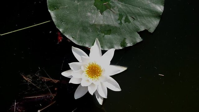 white lotus and green leaf closeup