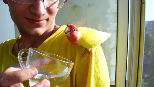 The guy gives water to the parrot from a cup. Tamed beautiful rosy-faced lovebird (Agapornis roseicollis) sits on a guy's shoulder in the loggia at home. Copy space.