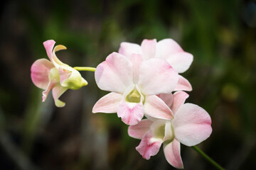 Pink orchid flower in orchid garden at spring day. Orchid flower for postcard beauty and agriculture design. Beautiful orchid flower in garden