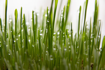 Fototapeta na wymiar grass, water drops on the grass