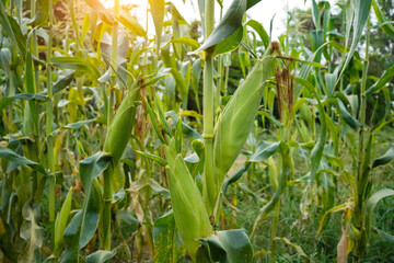 Corn field close up. Selective focus.Green Maize Corn Field Plantation in Summer Agricultural Season.