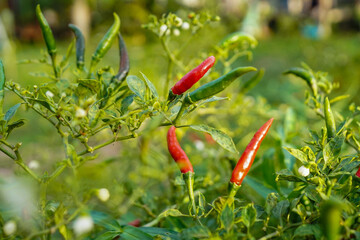fresh chilli on tree in the farm