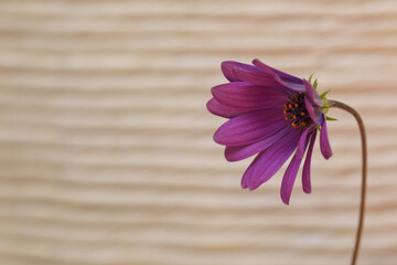Bornholmmargerite im Wind