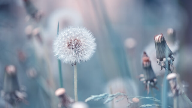 Fluffy dandelions on a beautiful blue background. Dreamy summer art image. Selective focus. Banner