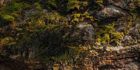 moss on stone