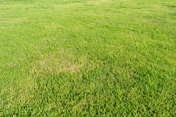 Fototapeta premium green grass background
