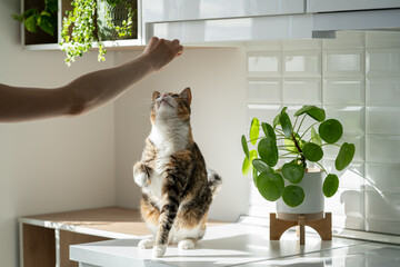 Hand of woman owner playing with fluffy cute cat at home. Training cat trick of standing up on hind...