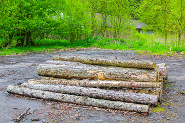 Sawed off and stacked logs tree trunks forest clearing Germany. - obrazy, fototapety, plakaty