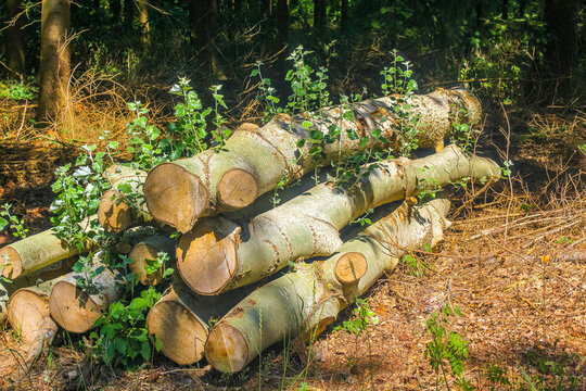 Sawed Off And Stacked Logs Tree Trunks Forest Clearing Germany.