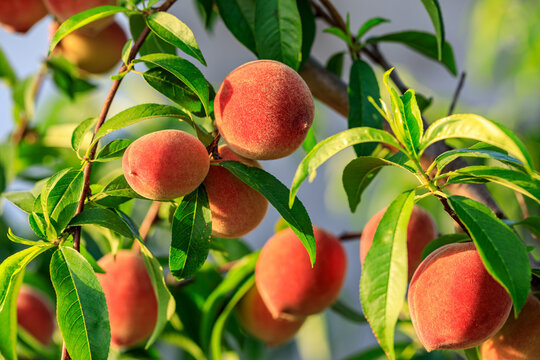 Ripe sweet peach fruit growing on peach branch in orchard