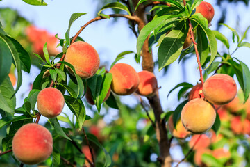 Ripe sweet peach fruit growing on peach branch in orchard
