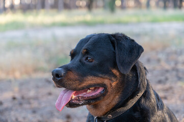 Portrait of a female dog breed Rottweiler. Black adult dog sitting with tongue out. Close-up. Selective focus.