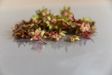 Strawberry stalks against a gray background. The dried sepals of the berries are used in folk...