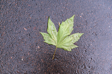 A green sycamore leaf lies on the wet asphalt. A tree leaf knocked off its branch by a nighttime downpour. Daytime. View from above. Copy space.