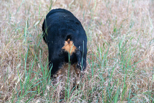 Dried spikelets of mouse barley in the coat of a female Rottweiler. Hordeum murinum spikelets are dangerous to dogs and can get stuck in their fur, paws, ears, and other parts of their body.