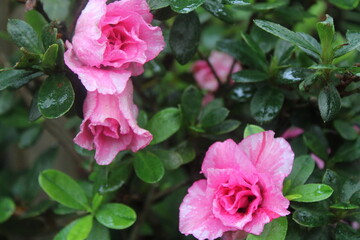 pink rose bush