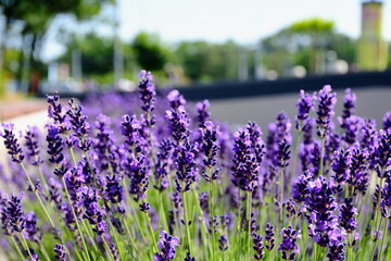 bright purple lavender flower closeup in street garden. blurred background of urban park. English lavender. scientific name Lavandula Angustifolia. herbs and fragrances concept. colorful spring garden
