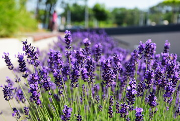 bright purple lavender flower closeup in street garden. blurred background of urban park. English lavender. scientific name Lavandula Angustifolia. herbs and fragrances concept. colorful spring garden