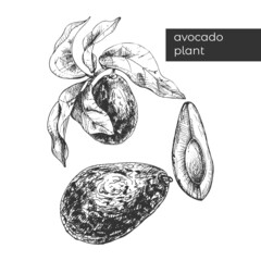 736_avocado plant avocado, plant, fruit whole and slice, with leaves, isolate , graphic vector illustration, tropical summer fruit, engraved illustration style, detailed food product, great for label,