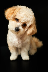 A portrait of beige Maltipoo puppy on a black background. Adorable Maltese and Poodle mix Puppy