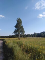 landscape with trees
