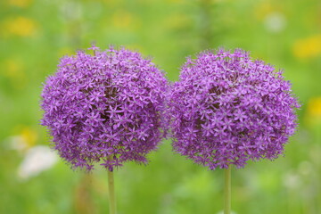 Hope you enjoy this beautiful spring season