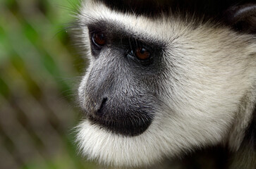 アビシニアコロブス