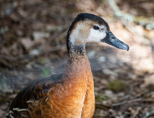 canards tout en couleur