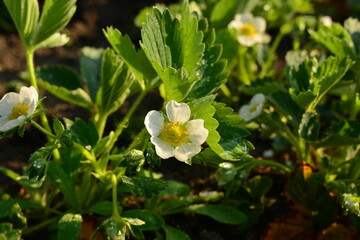 Gardentime - Erdbeerblüte - Flowers