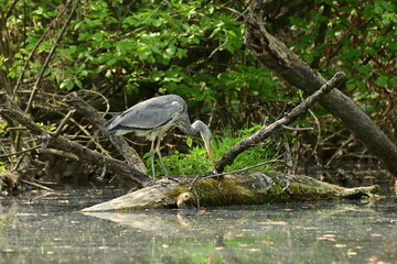 Graureiher - Bird