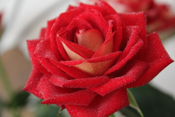 red rose, water drops on rose