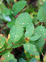 Leaves covered in rain drops, Waterton Alberta Canada
