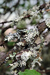 Fototapeta premium Parmeliaceae growing on a tree branch, Waterton Alberta Canada 