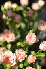 pink color rose bouquet, spray rose