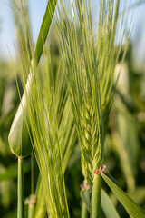 Ear of wheat on the field
