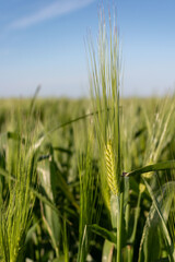 Ear of wheat on the field