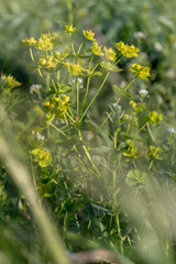 Surepka. Grass with yellow flowers in the steppe