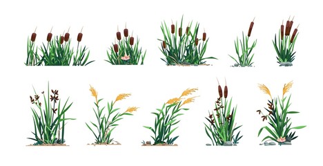 Fototapeta Reed and cattails. Swamp bulrush grass and lake botany, cartoon river marsh and pond flora, computer game asset. Vector isolated set obraz