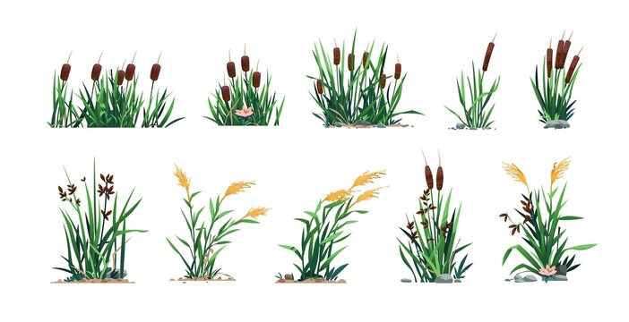 Reed and cattails. Swamp bulrush grass and lake botany, cartoon river marsh and pond flora, computer game asset. Vector isolated set