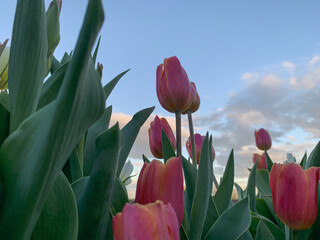 Pink and yellow tulip and the sky.