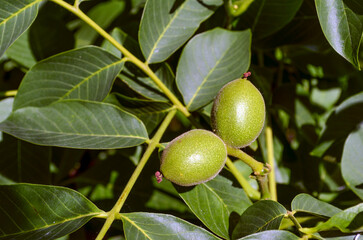 Young green walnuts on a tree branch