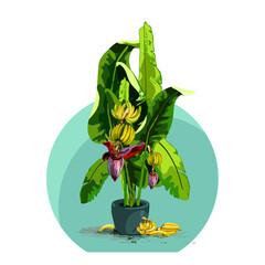 755_banana_banana leaves banana leaves, tropical plant in a pot, fruits of ripe bananas, isolated vector object, drawing, bright, package design element